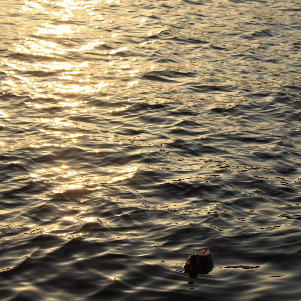 lucie-hosova-NBa--oOutEs-unsplash